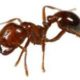 Fire Ant stings could be Deadly Always carry an Epi-Pen with you and a Medic Alert